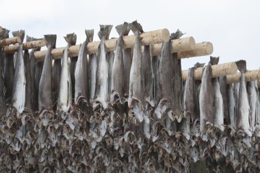 Dried cod stockfish clipart