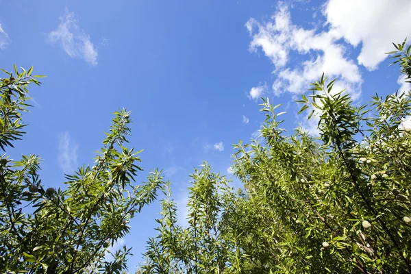 Branches of Almond trees — Stock Photo, Image