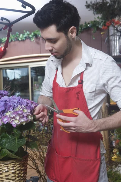 Florist  cutting hydrangea — Stock Photo, Image