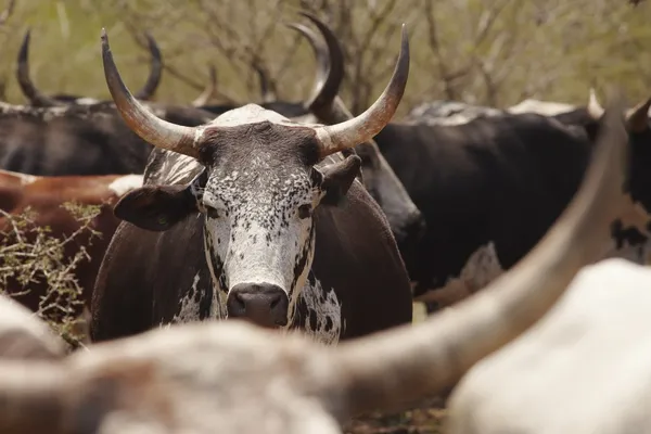 Herd van nguni runderen — Stockfoto