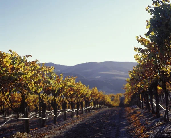 Californische wijngaard — Stockfoto