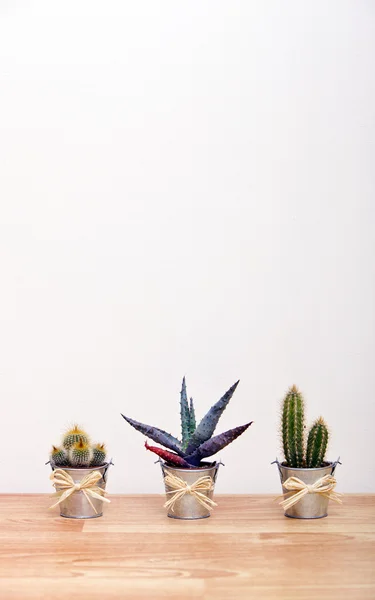 Cacti dalam pot — Stok Foto