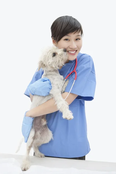 Asian female veterinarian — Stock Photo, Image