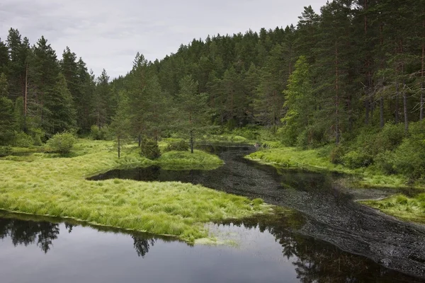 Noorse bos clearing met stilstaand water Flatelandsfjorden — Stockfoto