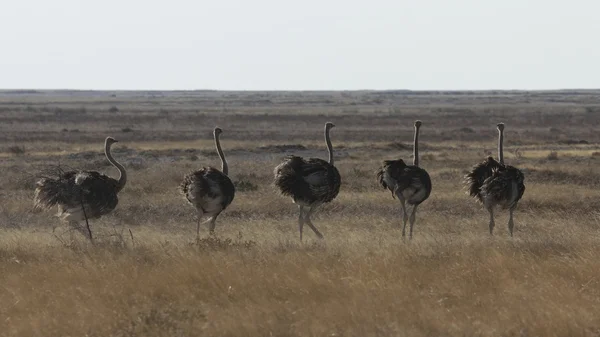 Grupo de avestruzes — Fotografia de Stock