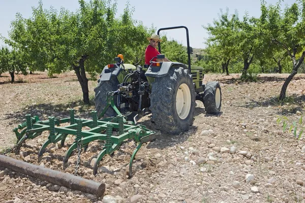 Boer ploegen olijfgaard in Murcia — Stockfoto