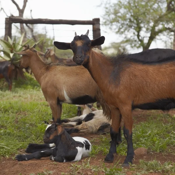 Manada de cabras — Foto de Stock