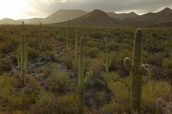 Kaktus w pustyni, Stany Zjednoczone Ameryki — Zdjęcie stockowe