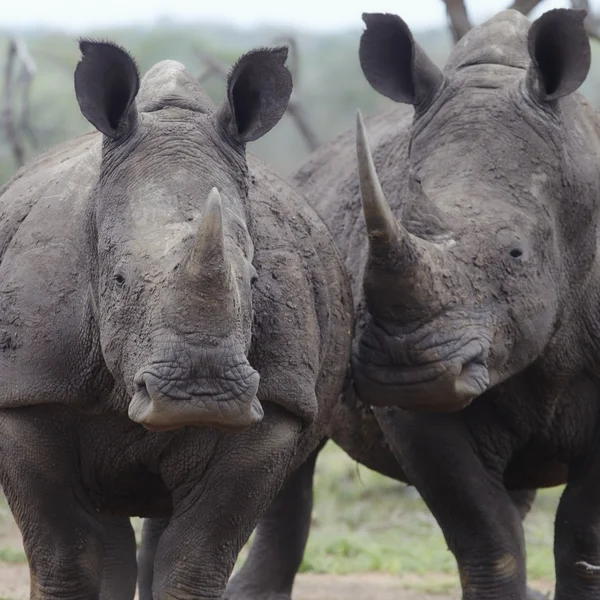 Two rhinoceros — Stock Photo, Image