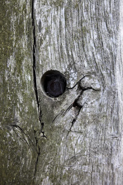 Дерево ствол с отверстием — стоковое фото