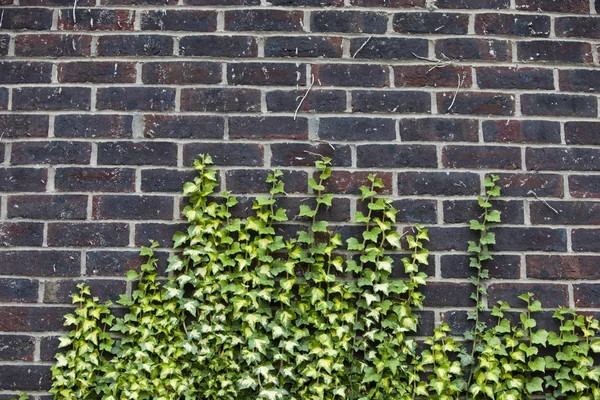Concrete wall with ivy — Stock Photo, Image
