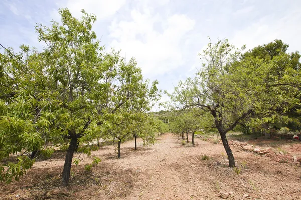 Rzędy drzew migdałowych w migdałowy Gaj — Zdjęcie stockowe