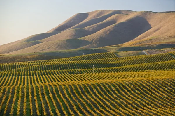 Viñedo en Santa Maria California — Foto de Stock