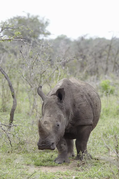 Rinoceronte en las llanuras africanas — Foto de Stock