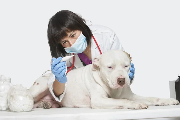 Veterinarian checking temperature of dog — Stock Photo, Image