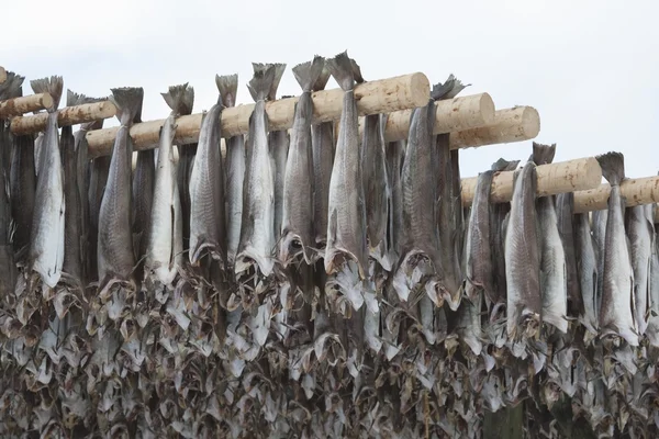 Gedroogde kabeljauw stokvis — Stockfoto
