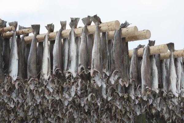 Ikan stok ikan kod kering — Stok Foto