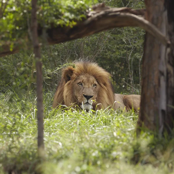 León yace en la sombra del árbol — Foto de Stock