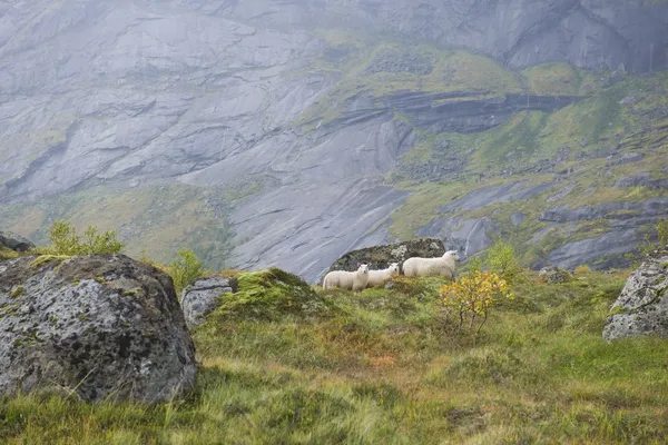 Sheep on mountains — Stock Photo, Image