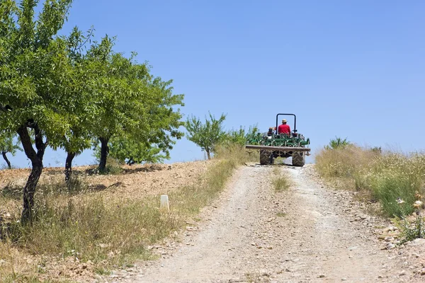 農家がオリーブの木立と丘の中腹にトラクターをドライブします。 — ストック写真