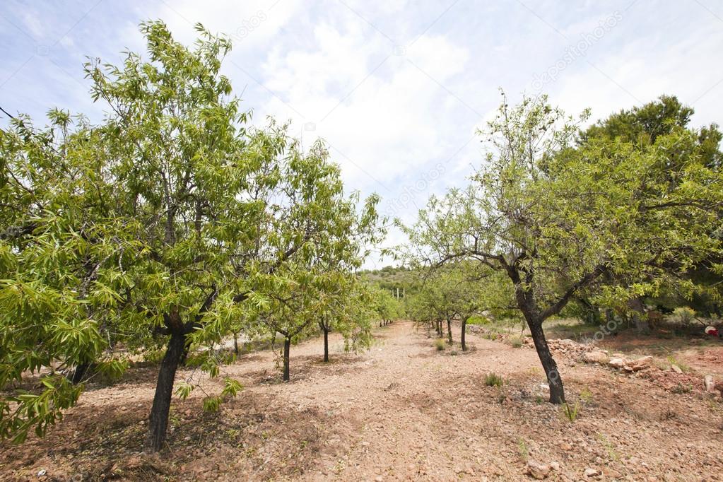 Rows of almond trees in almond grove