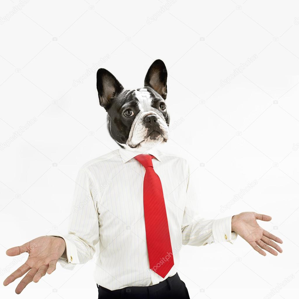 French Bulldog business man