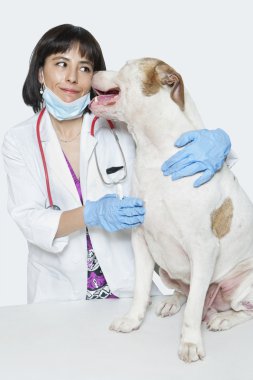 köpek ile kadın veteriner