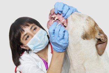 kadın veteriner köpek diş Temizleme