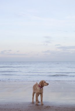 Golden retriever-kaniş Beach