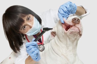 Bayan veteriner köpeği muayene ediyor.