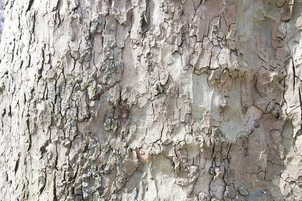 Primer plano de la corteza del árbol —  Fotos de Stock
