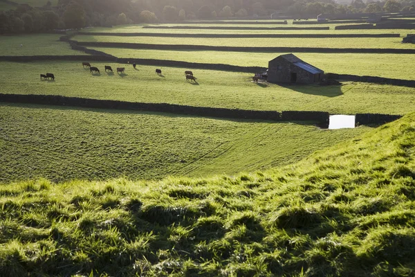 Koeien op de weide — Stockfoto