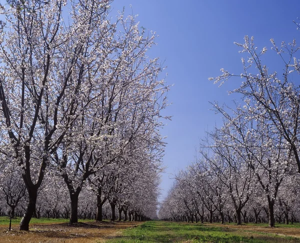 Huerto de almendras en flor LeGrand Merced County California — Foto de Stock