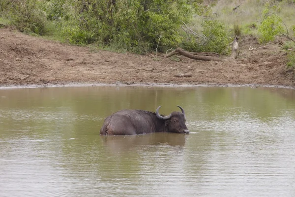 Búfalo de agua — Foto de Stock