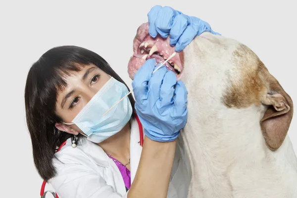 Veterinaria hembra limpieza dientes de perro — Foto de Stock