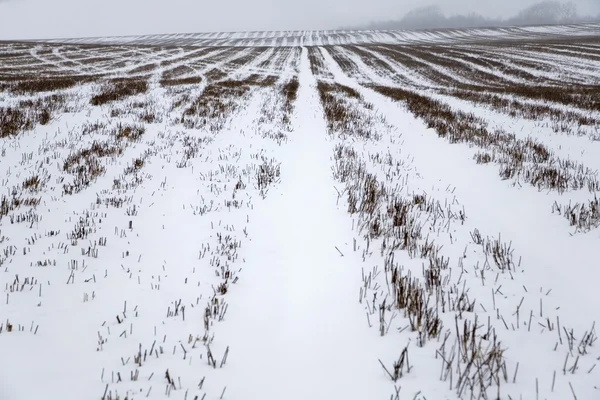 Sněhu krytá pole — Stock fotografie