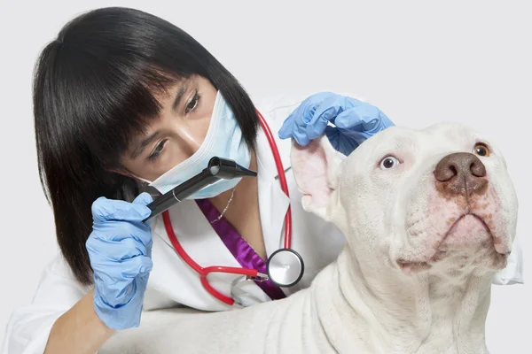 Veterinaria hembra revisando orejas de perro — Foto de Stock