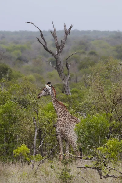 Giraffe in African woodland — Stock Photo, Image