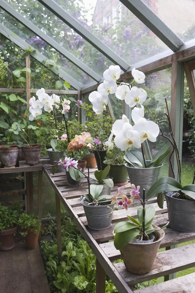 Flores de la orquídea en banco de trabajo del invernadero — Foto de Stock