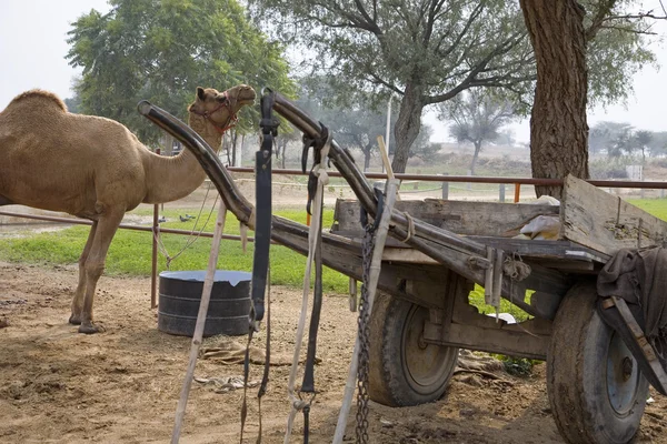 在农村地区的骆驼 — 图库照片