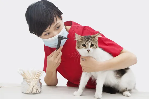 Veterinaria femenina examinando oreja de gato — Foto de Stock