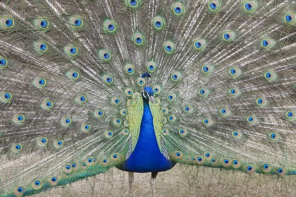 Indian Peafowl Pavo — Stock Photo, Image