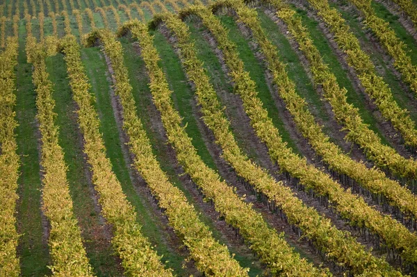 Vineyard in Santa Maria California — Stock Photo, Image