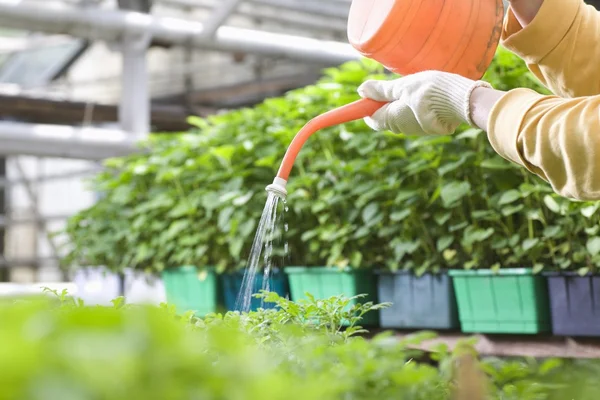 Person watering plants — Stock Photo, Image