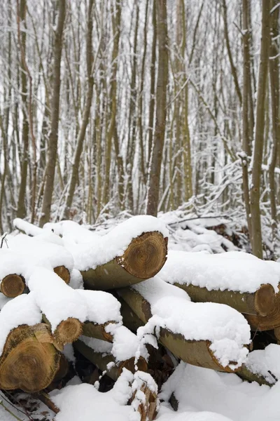 Met sneeuw bedekte bomen — Stockfoto