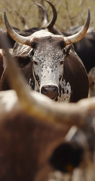 응군니의 소들의 무리 — 스톡 사진