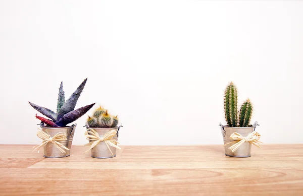 Cacti in pots — Stock Photo, Image