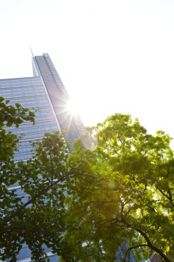 Yine de görülen gökdelen ağaçlar