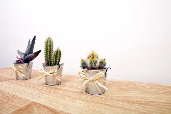 Cacti in pots — Stock Photo, Image