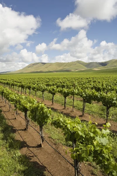 Wijngaard in santa maria california — Stockfoto